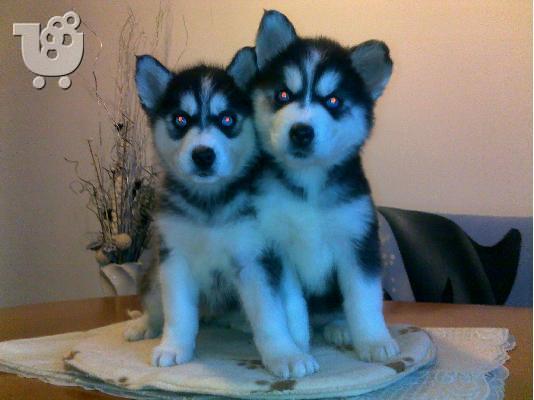 PoulaTo: Σιβηριανος Χασκι -300 euro